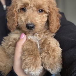Bernedoodle and Goldendoodle Puppies from Wroth's Paws