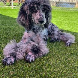 Miley - Parti female Poodle puppy in Griffin, Georgia from Huckleberry Standard Poodles