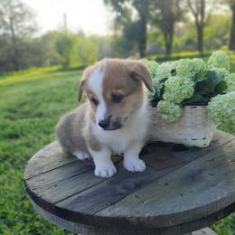 Damien - Sable male Pembroke Welsh Corgi puppy in Houston, Missouri from Pistol Creek Puppies