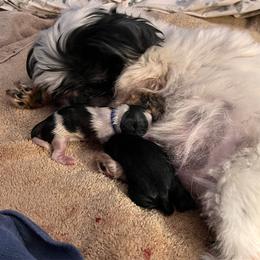 Bangers - Black gold and white male Shih Tzu puppy in Bloomfield, Indiana from Meihem Pups