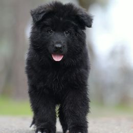Wylos v.d. Baren - Black German Shepherd puppy in El Dorado, California from von den Bären Shepherds