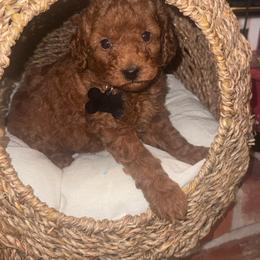 Milo - Red  male Poodle puppy in Okc, Oklahoma from Designer Poos By Diva