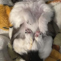 Pomeranian Puppies from Healing Grace pups