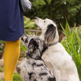 Companion Cross Puppies from Mandala Dogs