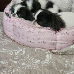 Japanese Chin Puppies from Carousel Chin