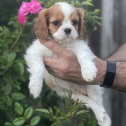 Cavalier King Charles Spaniel Puppies from Seaborne Cavalier King Charles Spaniels