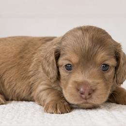Fern - Dapple female Dachshund puppy in Forestdale, Massachusetts from Cape Cod Doxies