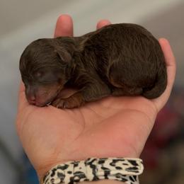Kane - brown phantom - Brown male Poodle puppy in Goliad, Texas from Sassy Lil Aussies and Diamond W Poodles