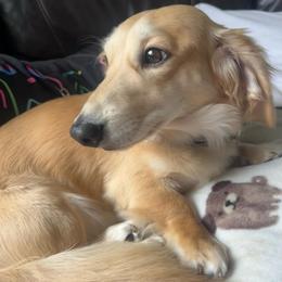 Myles - Dachshund