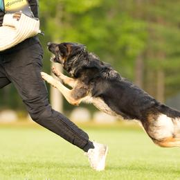 German Shepherds from Kevin Baars