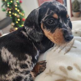 Roxie - Dapple female Dachshund puppy in Goodman, Missouri from Jessica's Dashing Dachsunds and Chihuahuas