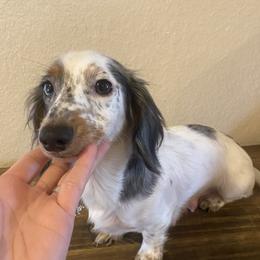 Piper - Dachshund