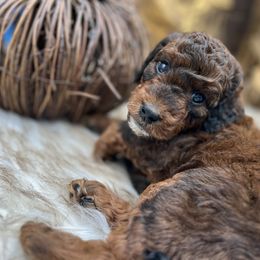 Misterio - Sable male Bernedoodle puppy in Valrico, Florida from Shadow Kennels