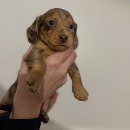 Dachshund Puppies from Sawyer’s Teenie Weenies