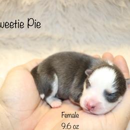 Sweetie Pie - Blue female Pomsky puppy in Denham Springs, Louisiana from Bayouland Pomskies