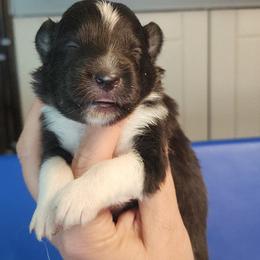 Ebony - Black and white female Shetland Sheepdog puppy in Weedsport, New York from M&M Shelties and Smooch-A-Bulls English Bulldogs