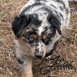 Joel - male Miniature Australian Shepherd puppy in Lumberton, Mississippi from Talowah Aussies