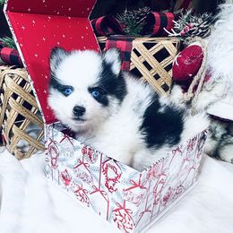 Astro - Black and white male Pomsky puppy in Rhome, Texas from TyeDye Kennels