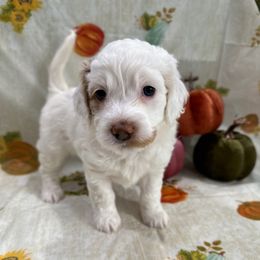 Rainy - Buff and white female Cockapoo puppy in Salem, Oregon from Capital Doodles