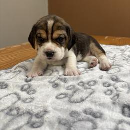 Carol - Black tan and white female Beagle puppy in St. Cloud, Minnesota from Beagle Blessings