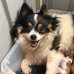 Dior Baby - Pomeranian