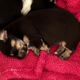 Lucy - Black and cream female Dachshund puppy in New Smyrna Beach, Florida from J & L Mini D’s