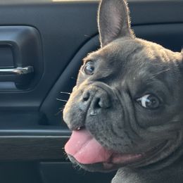 French Bulldogs from Luna Blue French Bulldog of Ohio