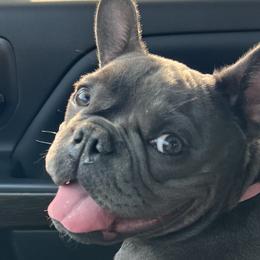 French Bulldogs from Luna Blue French Bulldog of Ohio