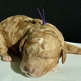 Goldendoodle Puppies from As You Wish Doodles