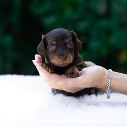 Pixie - Chocolate and tan female Dachshund puppy in Fort Myers, Florida from Blossom Paws