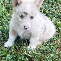 Border Collie and Pembroke Welsh Corgi Puppies from Bonderosa Kennels