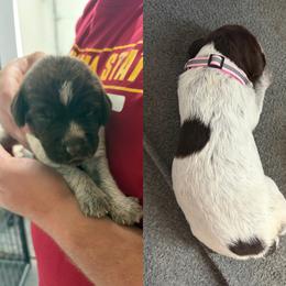 Wirehaired Pointing Griffon Puppies from Heritage Hills WPGs