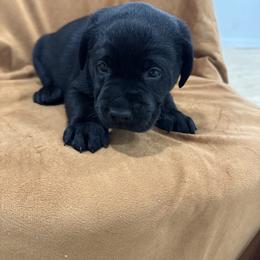 Boy 2 red collar - Black male Labrador Retriever puppy in Ledyard, Connecticut from Outback Stables