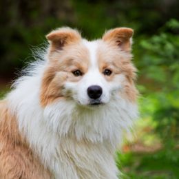 Halo - Border Collie