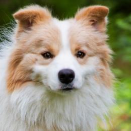 Halo - Border Collie