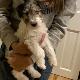 Girl 1 - White black and tan female Wire Fox Terrier puppy in Acton, Massachusetts from Far Echo Fox Terriers