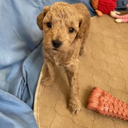 Goldendoodle Puppies from Angel’s Goldendoodle Pups