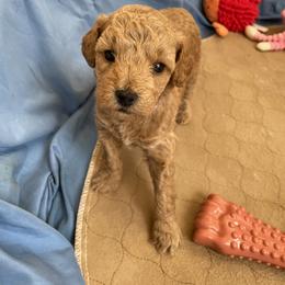 Goldendoodle Puppies from Angel’s Goldendoodle Pups