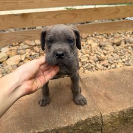 Gray Brindle Female 2 - Gray brindle female Cane Corso puppy in Knoxville, Tennessee from Crowned Corso