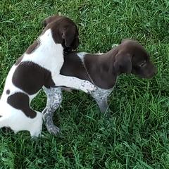 German Shorthaired Pointer Puppies from Cozy's GSPs