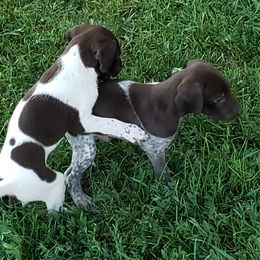 German Shorthaired Pointer Puppies from Cozy's GSPs