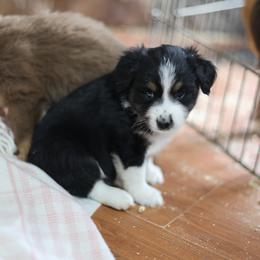 Ash - Black tri male Miniature Australian Shepherd puppy in Gretna, Virginia from Adams Acres Cattle Dogs