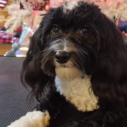 Havanese Puppies from Darrtfarms