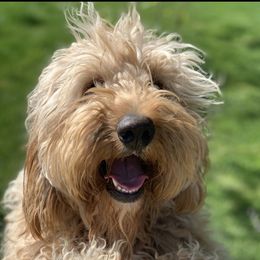 Pearl - Goldendoodle