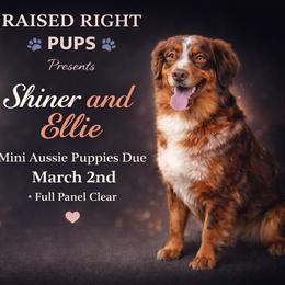 Miniature Australian Shepherd puppies from Raised Right Pups