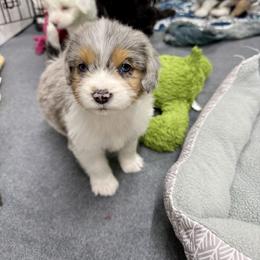 Linen - Blue merle female Aussiedoodle puppy in Heber City, Utah from Junipersdoodles
