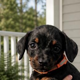 Melissa Duck - Black and rust female Doberman Pinscher puppy in Wellington, Ohio from Jessie (TDD, llc)