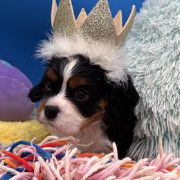Tooter - Tri-color female Cavalier King Charles Spaniel puppy in Longview, Texas from Casanova Cavalier King Charles Spaniels