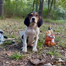 Pink girl - Tri-colored female Treeing Walker Coonhound puppy in Lovelady, Texas from 3 Color Kennel