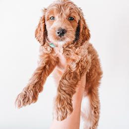 Franklin (Green Collar) - Red  male Goldendoodle puppy in Beaverton, Oregon from Henry Elliots